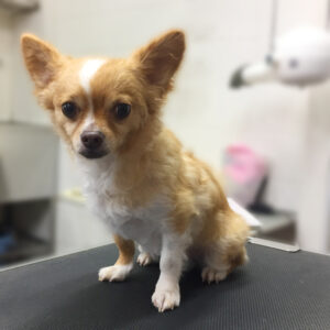 よろしくチワワ