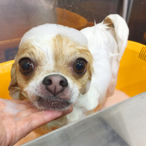 シャンプーチワワ