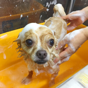 シャンプーチワワ