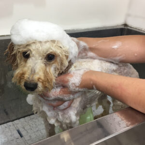 シャンプートイプー