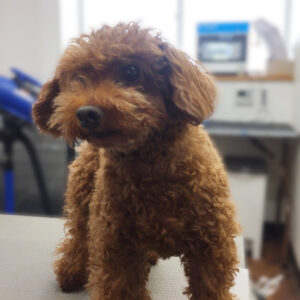 よろしくトイプー