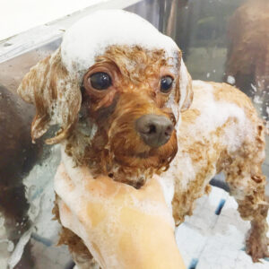 シャンプートイプー