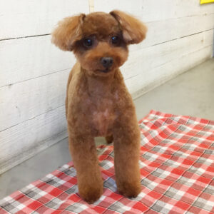 仕上がりトイプー