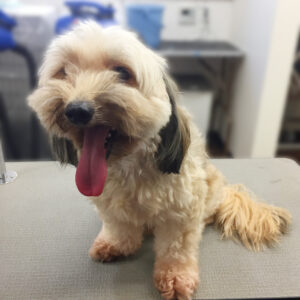 よろしくミックス