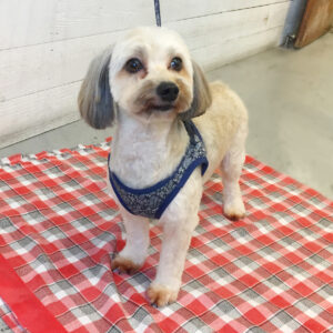 仕上がりミックス