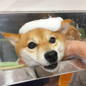 シャンプーしば