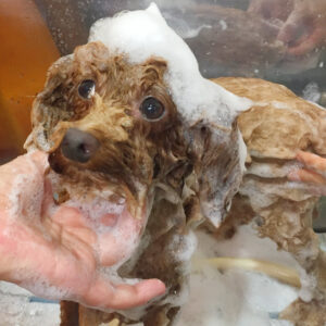 シャンプートイプー