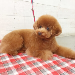 仕上がりトイプー