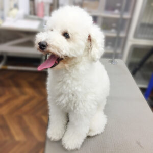 よろしくトイプー