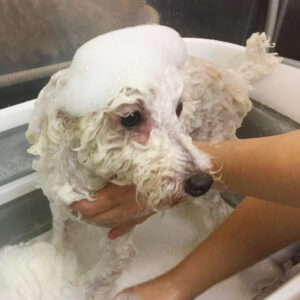 シャンプートイプー