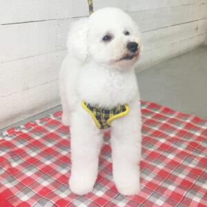 仕上がりトイプー