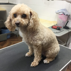 モコちゃんカット前