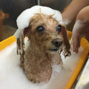 モコちゃんシャンプー中