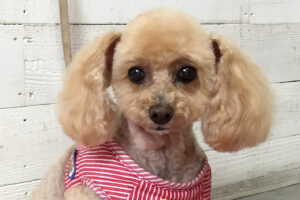 モコちゃんアイキャッチ