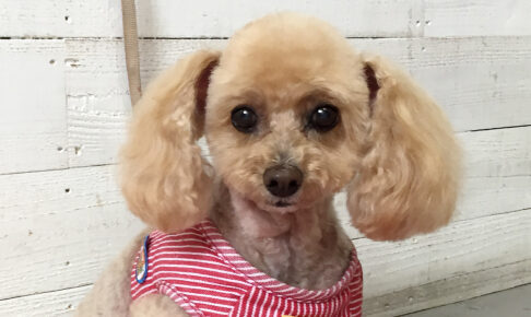 モコちゃんアイキャッチ