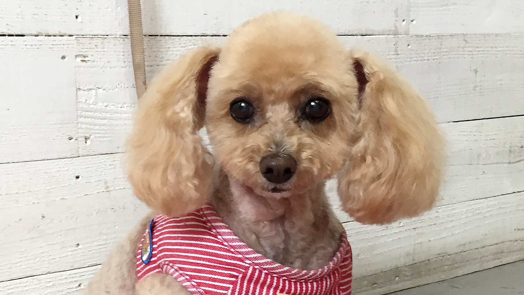 モコちゃんアイキャッチ