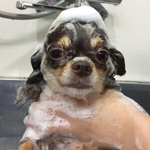 ねるちゃんシャンプー中