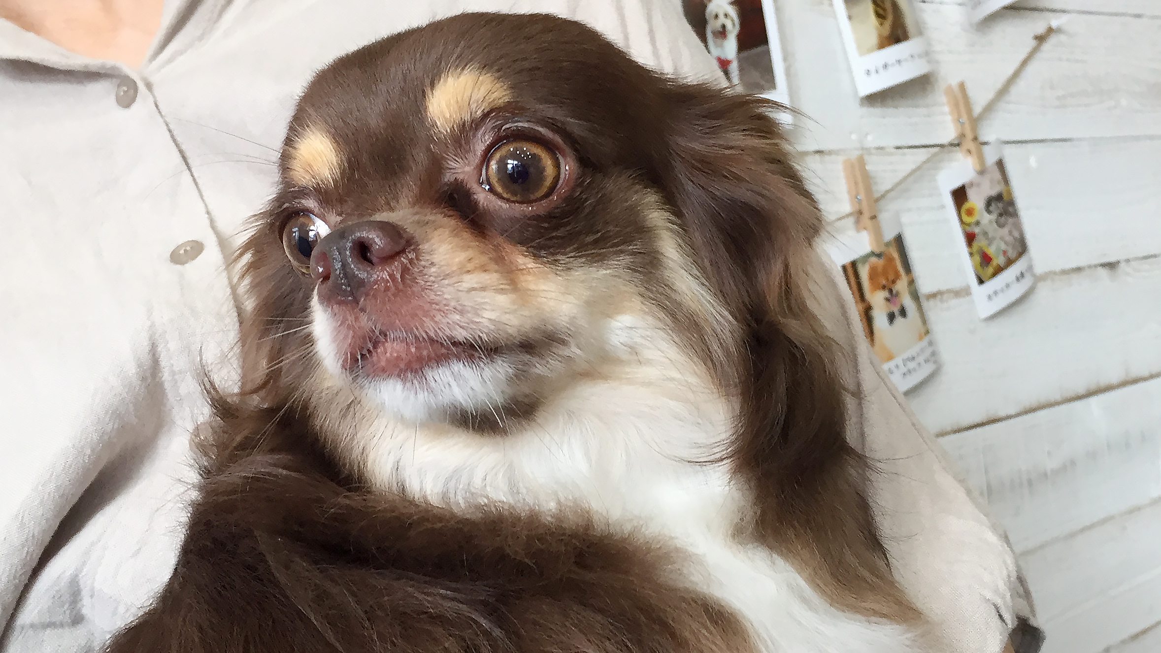 ねるちゃんアイキャッチ