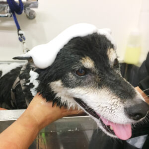 シャンプーしば