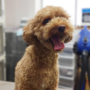 よろしくトイプー