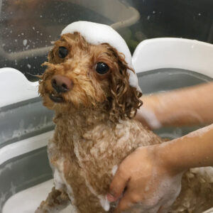 シャンプートイプー