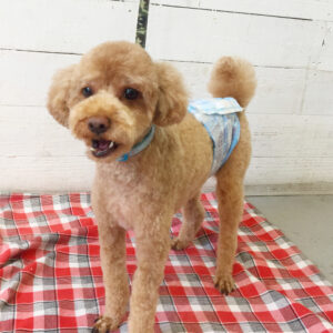 仕上がりトイプー