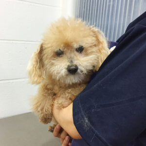 よろしくトイプー