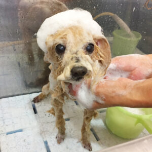 シャンプートイプー