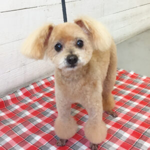 仕上がりトイプー