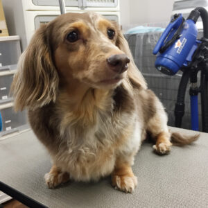 ころんちゃんカット前