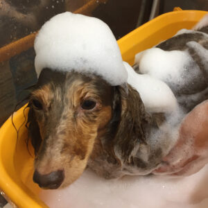 ころんちゃんシャンプー中