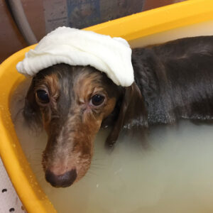 ころんちゃん薬用浴中