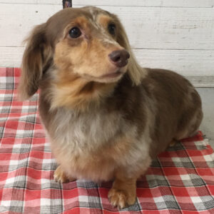 ころんちゃん施術後