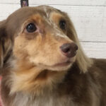 ころんちゃんアイキャッチ