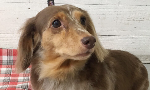 ころんちゃんアイキャッチ