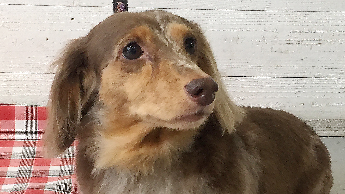 ころんちゃんアイキャッチ