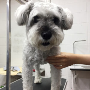 リースちゃんカット前