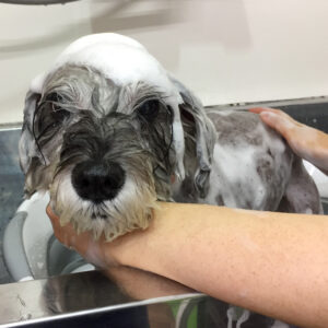 リースちゃんシャンプー中