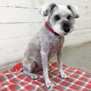 リースちゃん施術後