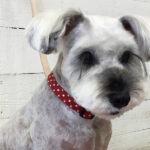 リースちゃんアイキャッチ