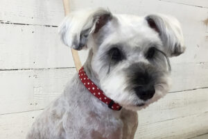 リースちゃんアイキャッチ