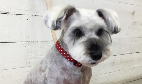 リースちゃんアイキャッチ