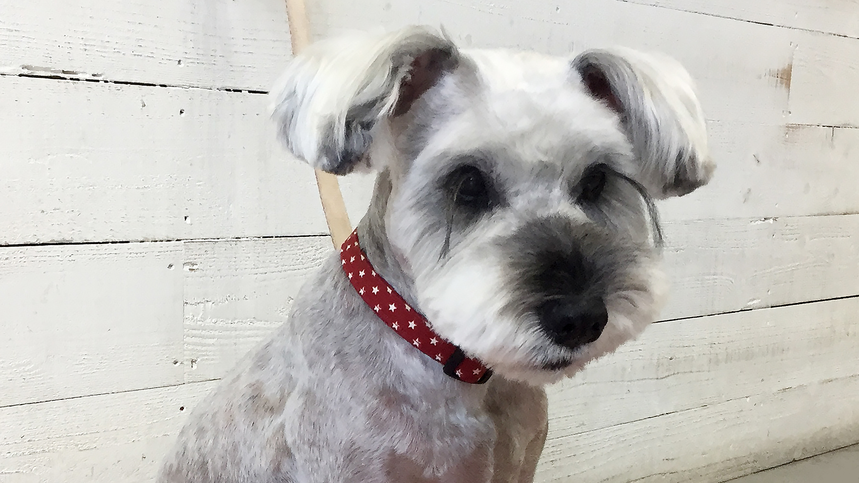 リースちゃんアイキャッチ