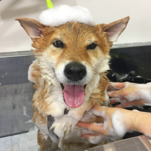 シャンプーしば