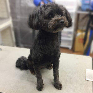 よろしくミックス