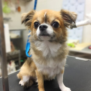 よろしくチワワ