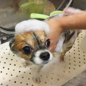 シャンプーチワワ