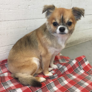 仕上がりチワワ