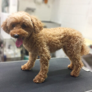 よろしくトイプー