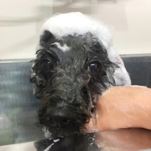 シャンプートイプー